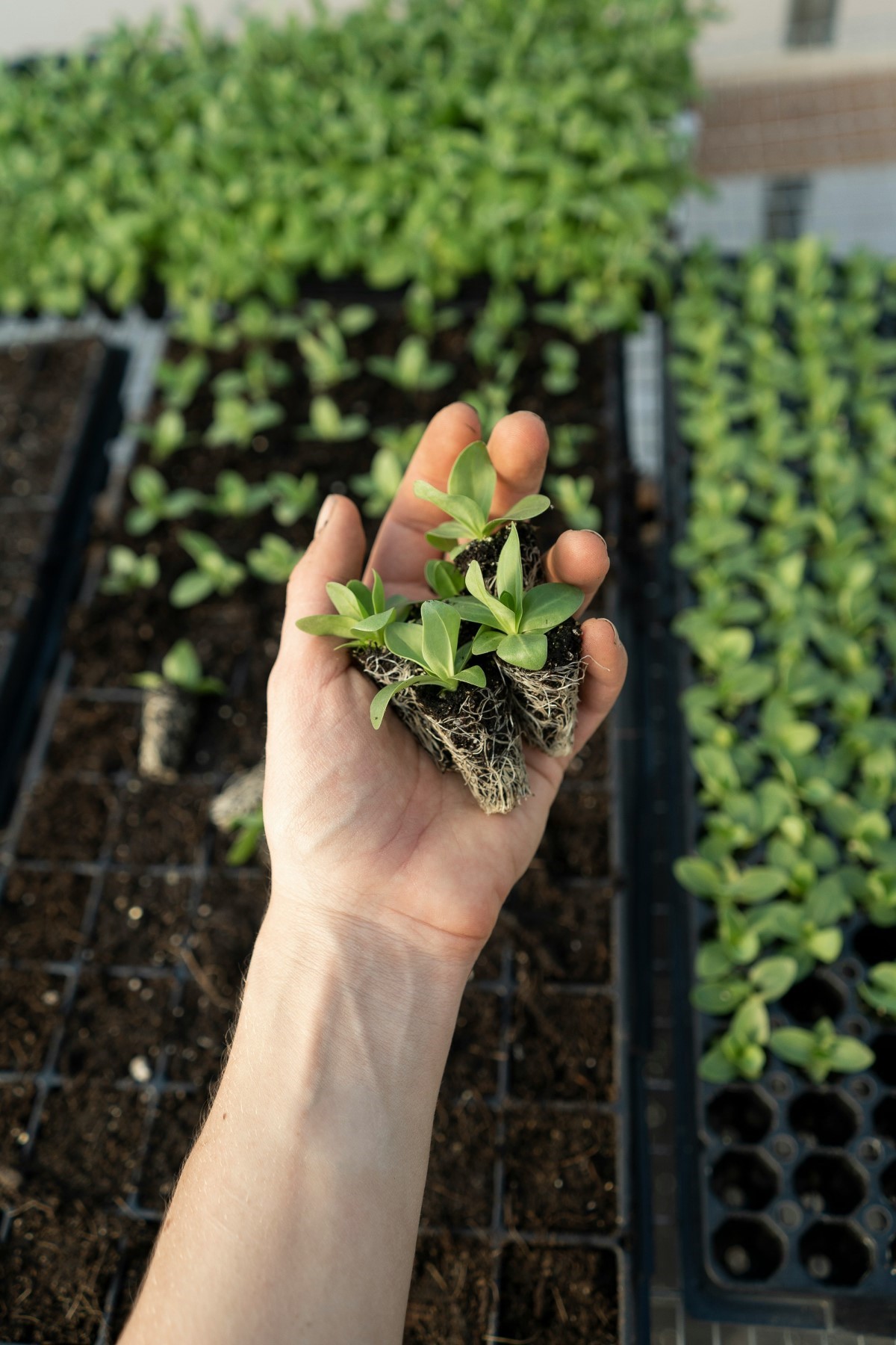 Cultiver des tomates juteuses