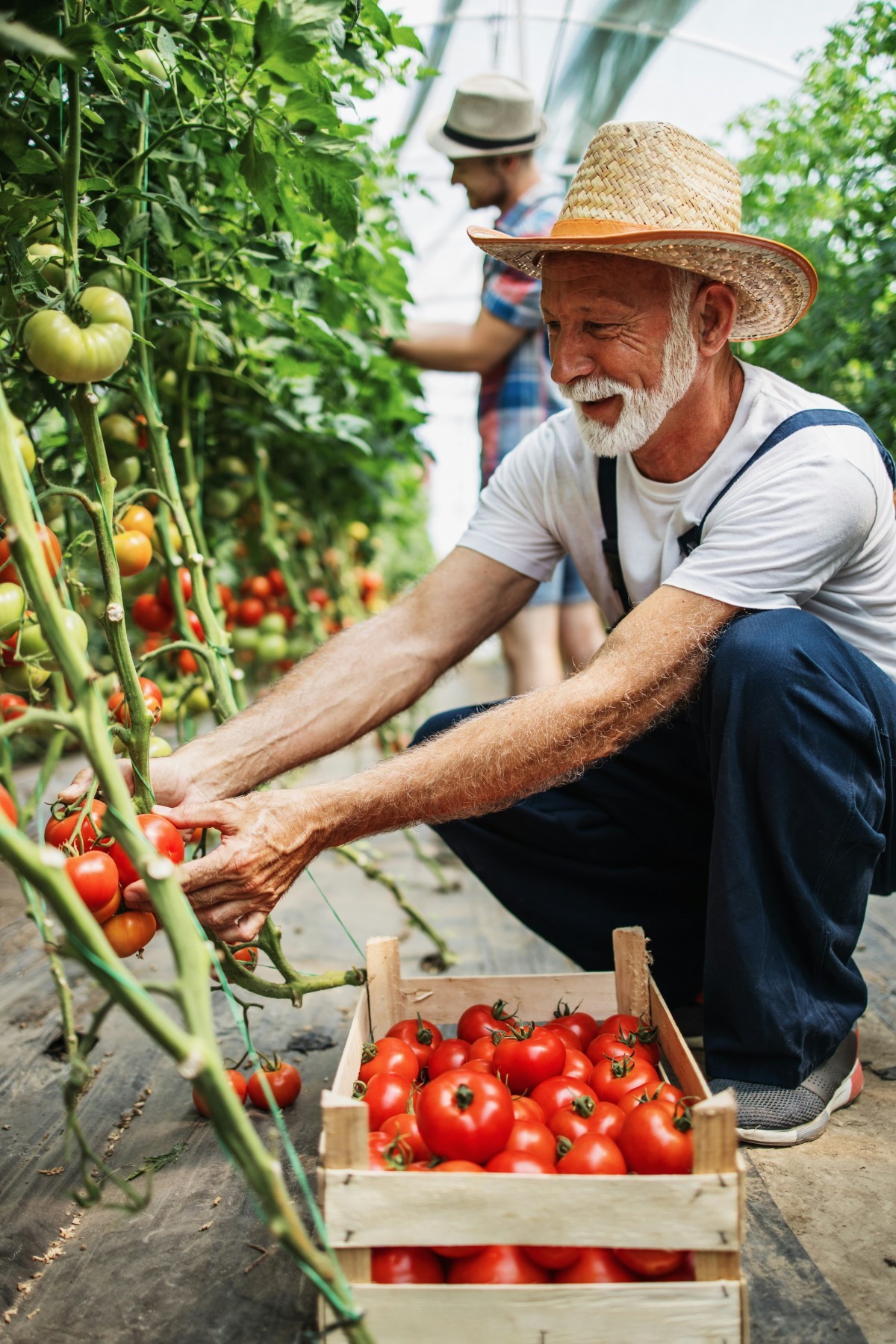 Traiter le cul noir de la tomate