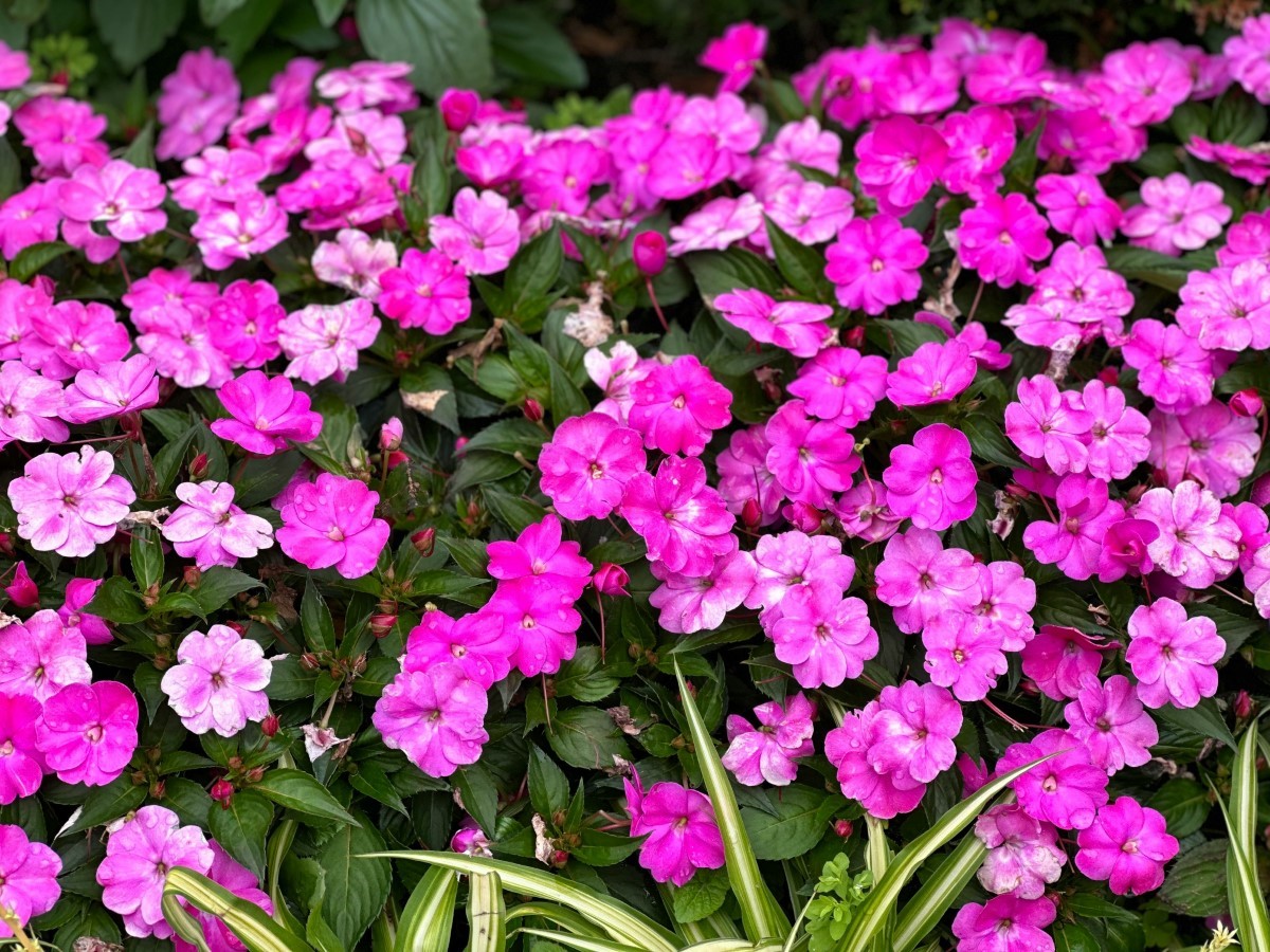 belles variétés pour un jardin coloré