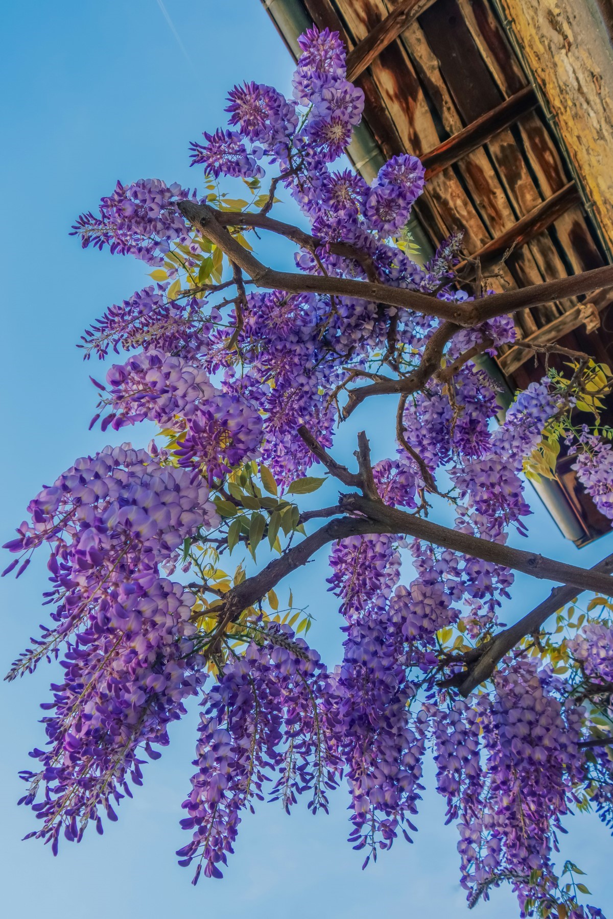 conseils d'entretien de Glycine