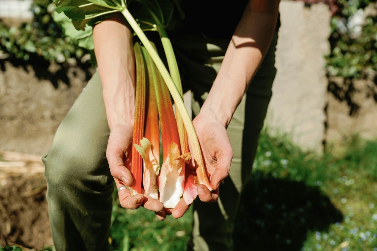 récolte abondante de rhubarbe