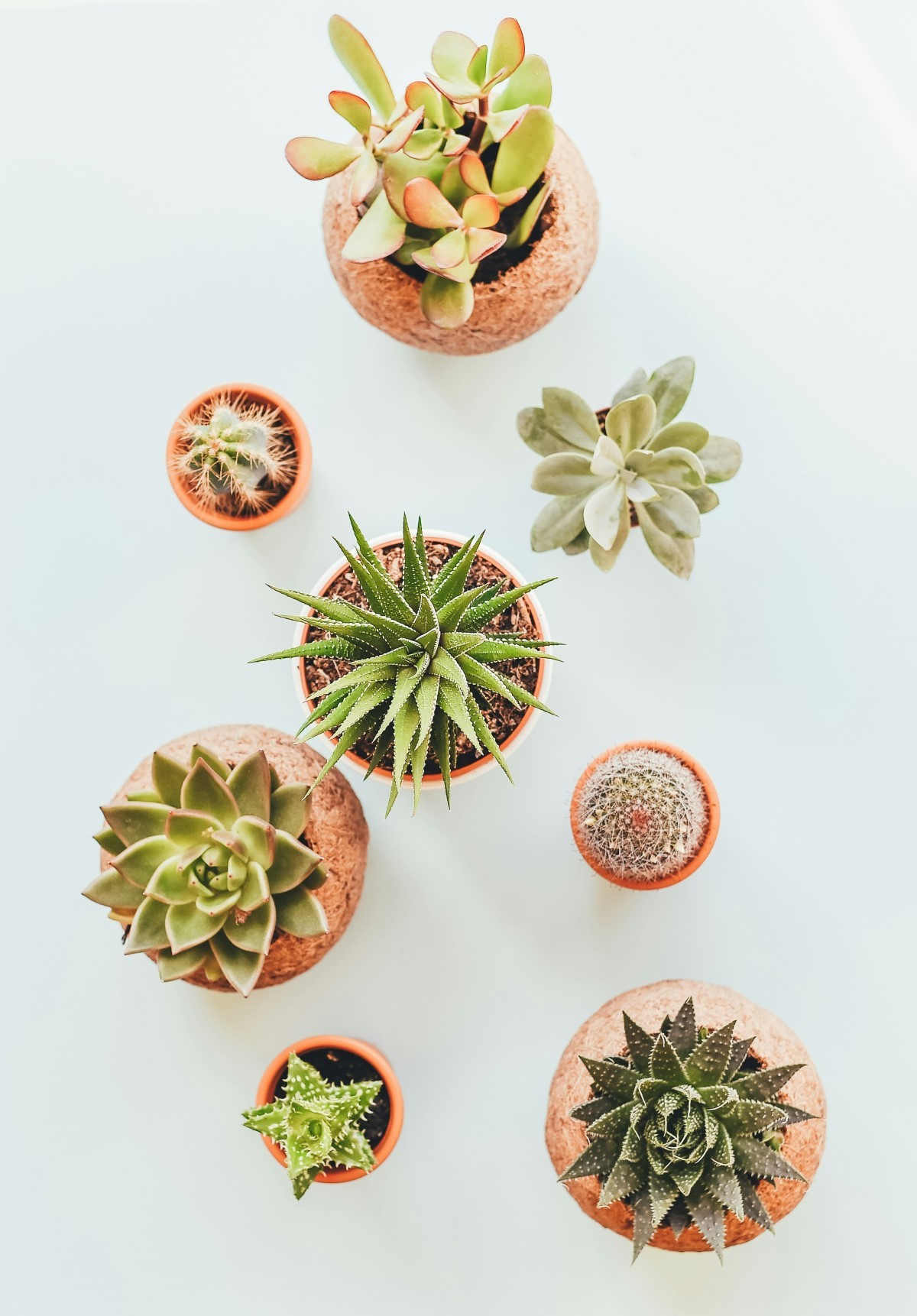 techniques pour récupérer les succulentes